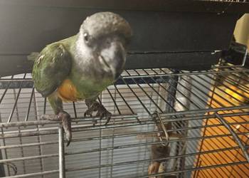 Afrykanka Senegalska