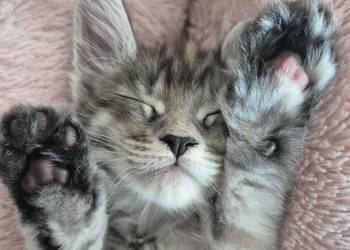 Maine coon kocięta