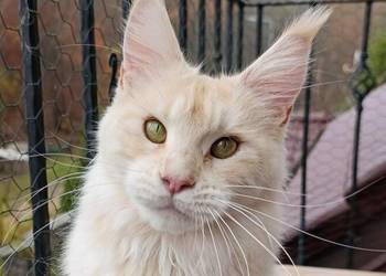 Dwuletnia towarzyska koteczka Maine Coon