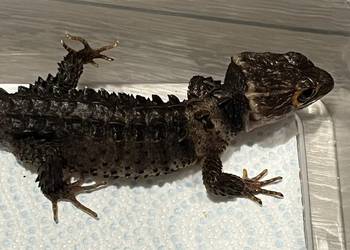 Para scynków krokodylowych – Tribolonotus gracilis