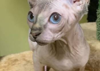 Sfinks Kanadyjski. Do odbioru koteczką. Rodowód.