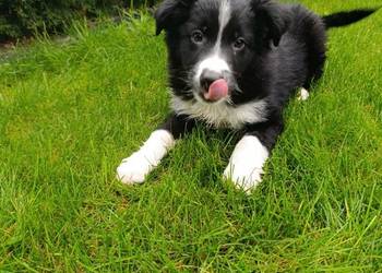 Border Collie Piesek