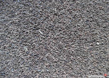 Owies zbiór 2025 gorczyca, facelia, słonecznik ozdobny