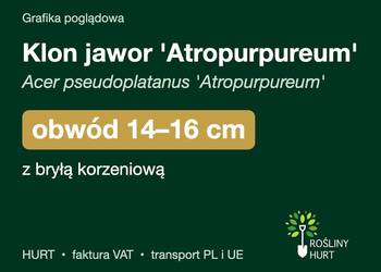 Klon jawor 'Atropurpureum' obwód 14-16 cm, z bryłą – HURT