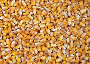 Kukurydza sucha