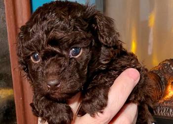 Pudel toy - piesek czekoladowy