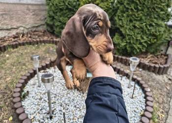 Jamniczek Choco merle Czekoladowy Duschand Dackel