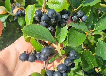 Aronia Owoce Aronii Sprzedam