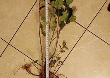 Aronia 2-letnia