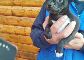 Piesek chihuahua okolice Warszawy