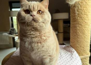 Cudowny kremowy kocurek z legalnej hodowli Perła Południa