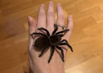 Sprzedam samice Vagansa