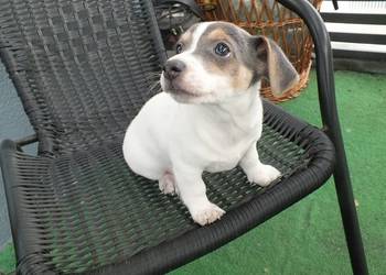 szczeniaki suczki Jack Russell Terrier