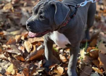 American bully urocza suczka American bully urocza suczka