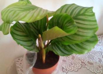 Kwiaty doniczkowe Calathea orbifolia (Kalatea okrągłolistna