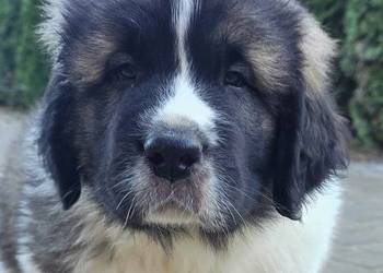 MASTIF PIRENEJSKI ZKWP FCI