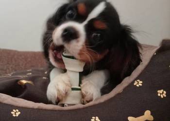 Cavalier King Charles Spaniel /piesek Tricolor 2025