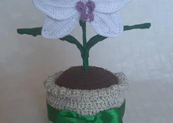 Orchidea w doniczce - ozdoba domu, podziękowanie, prezent na każdą okazję