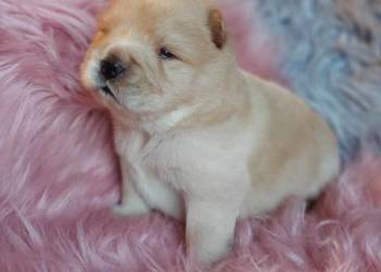 Chow Chow ZKwP/FCI
