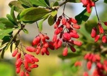 BERBERYS INDYJSKI  Berberis aristata - NASIONA 100g