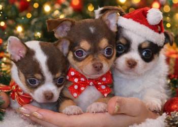 CHIHUAHUA PIĘKNE SZCZENIĘTA