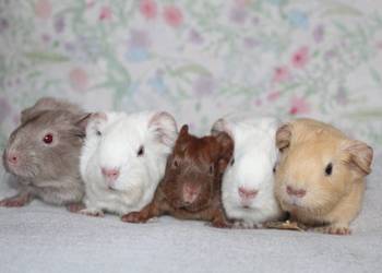 Świnka morska,świnki morskie cavia domowa