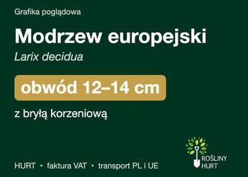 Modrzew europejski (Larix decidua) obwód 12-14 cm, z bryłą – HURT