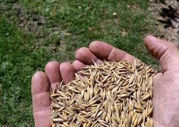 Owies 2025, okolice Dynowa