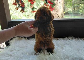 Pudel toy  - red brown, pochodzenie Chiny