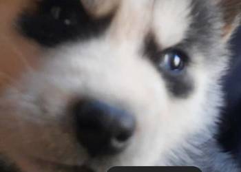 Dostępne szczeniaki rasy Syberian husky