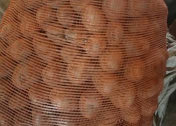 ziemniaki denar LILI soraya