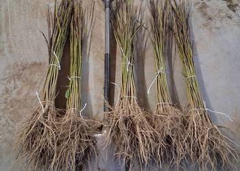 Katalpa Klon modrzew morwa podkładki do szczepienia