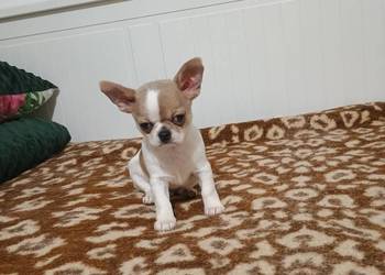 Chihuahua  malutki  przytulasek chip rodowód
