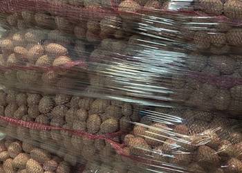 Ziemniaki RED SONIA w kalibrażu sadzeniakowym 35-50 Ziemniaki RED SONIA w kalibrażu sadzeniakowym 35-50