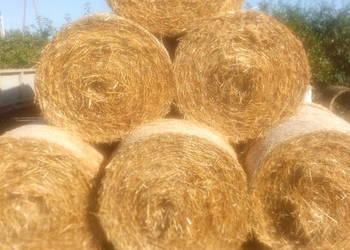 Słoma żytnia baloty Słoma żytnia baloty