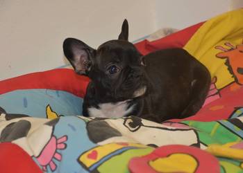 buldog francuski samiec + paszport
