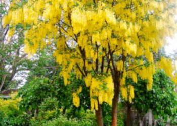ZŁOTOKAP LABURNUM - sadzonki w doniczkach