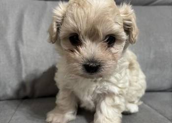 Maltipoo Suczka