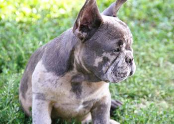 Buldog Francuski maluchy Blue-Merle