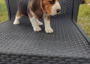 Beagle śliczne szceniaki