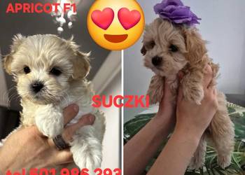 Maltipoo  F1 suczki I chlopiec