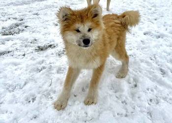 Piesek Akita Japońska długowłosy