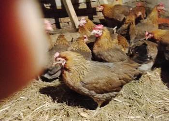 Zielononozki kury nioski