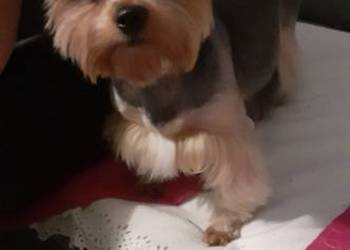 Pieski Szczeniaki Rasy York Shire Terrier Yorki