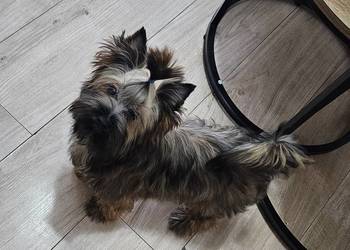 Piękny York Ocean Pearl - zjawiskowy Unikatowy Mega Piękny- dokumenty