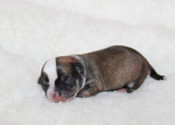 Chihuahua samiec ZKwP FCI! Prawdziwy rodowód!