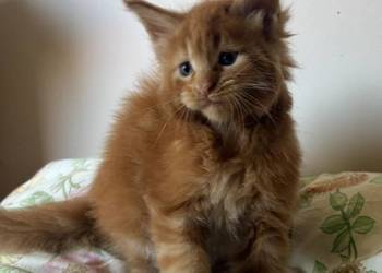 Maine Coon - Kocięta po importach !