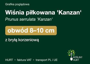 Wiśnia piłkowana 'Kanzan' obwód 8-10 cm, z gruntu – HURT