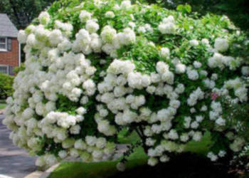 HORTENSJA GRANDIFLORA - sadzonki w doniczkach