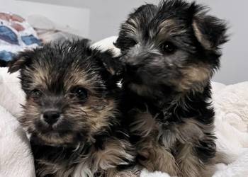 Sprzedam Suczka morki